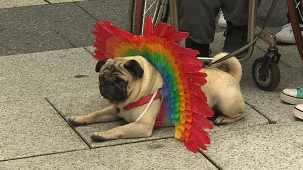 Pug dog at Cardiff's Pride event