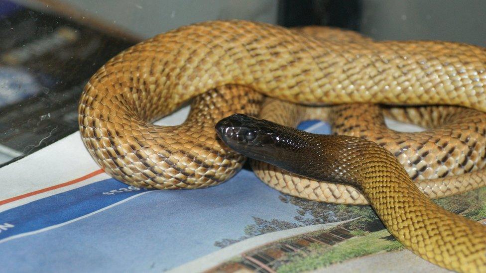 Inland Taipan snake