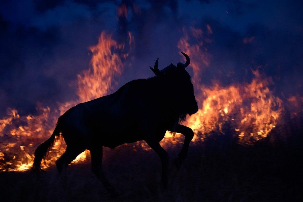 Silhouette photo of a wildebeest