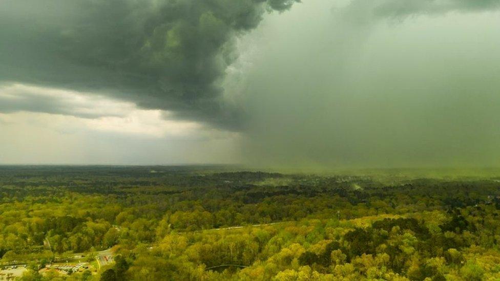 Pollen cloud in Carolina