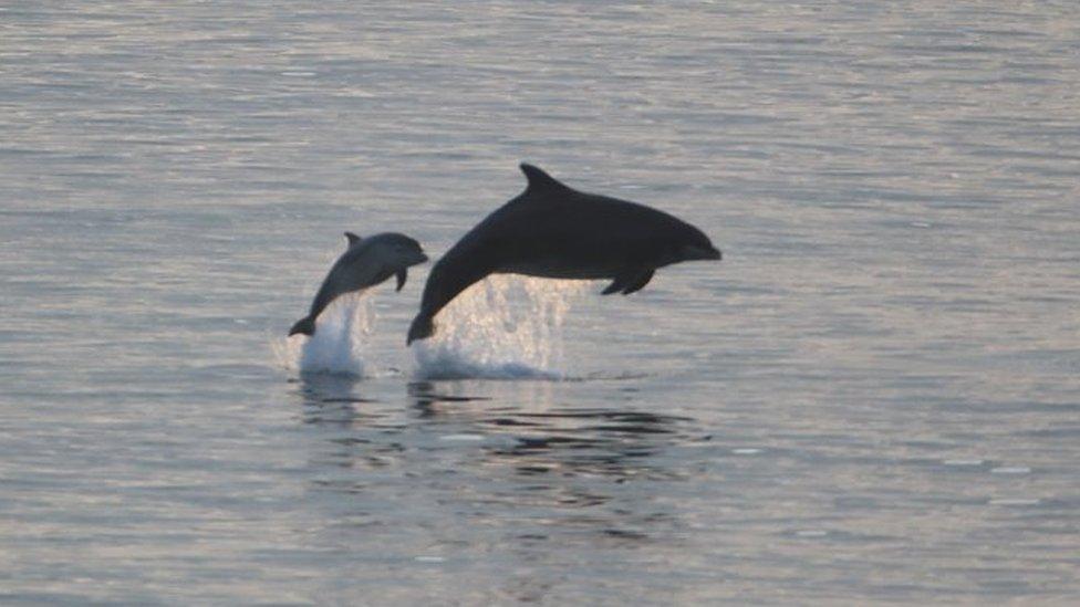 A pod of bottlenose dolphins off the north east coast between Whitley Bay and Cullercoats Bay on Wednesday 20 May