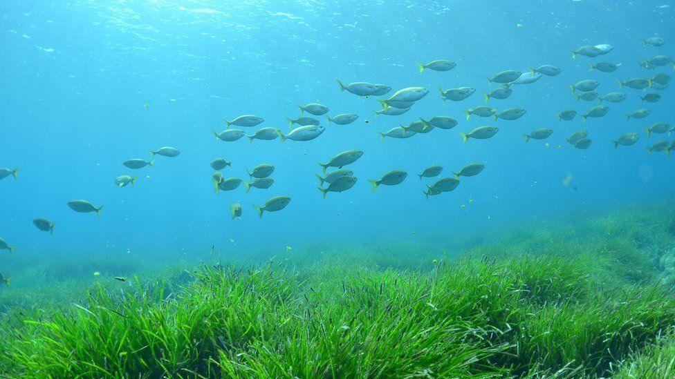 fish swimming in the sea