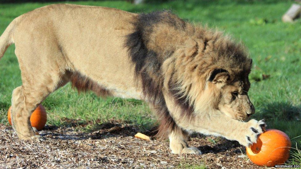 Khari the lion with a pumpkin