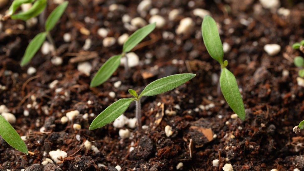 Young tomato plants