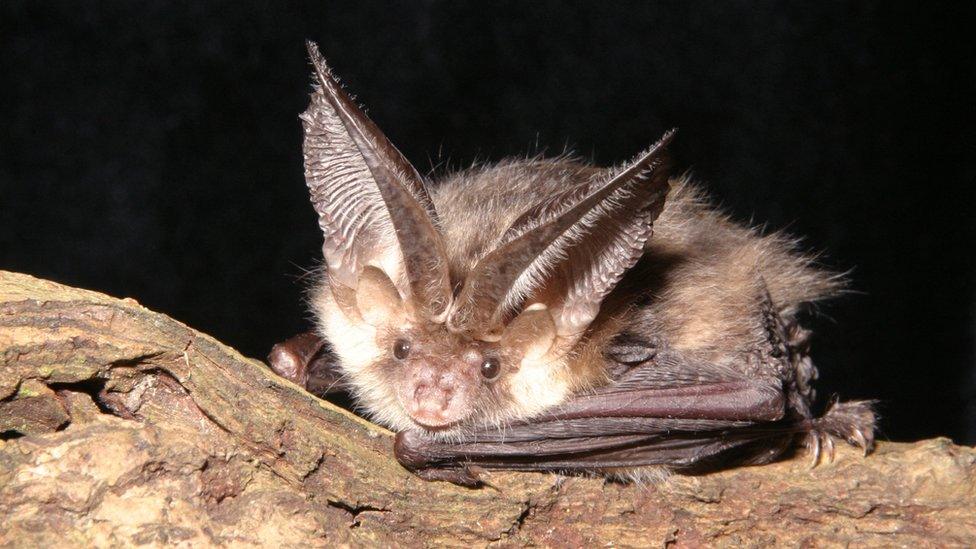 A brown long-eared bat