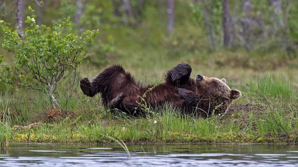 brown-bears.