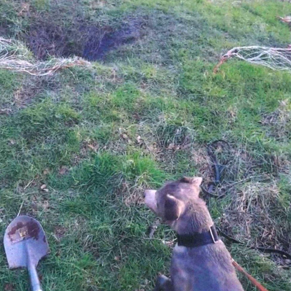 Lurcher and shovel by sett