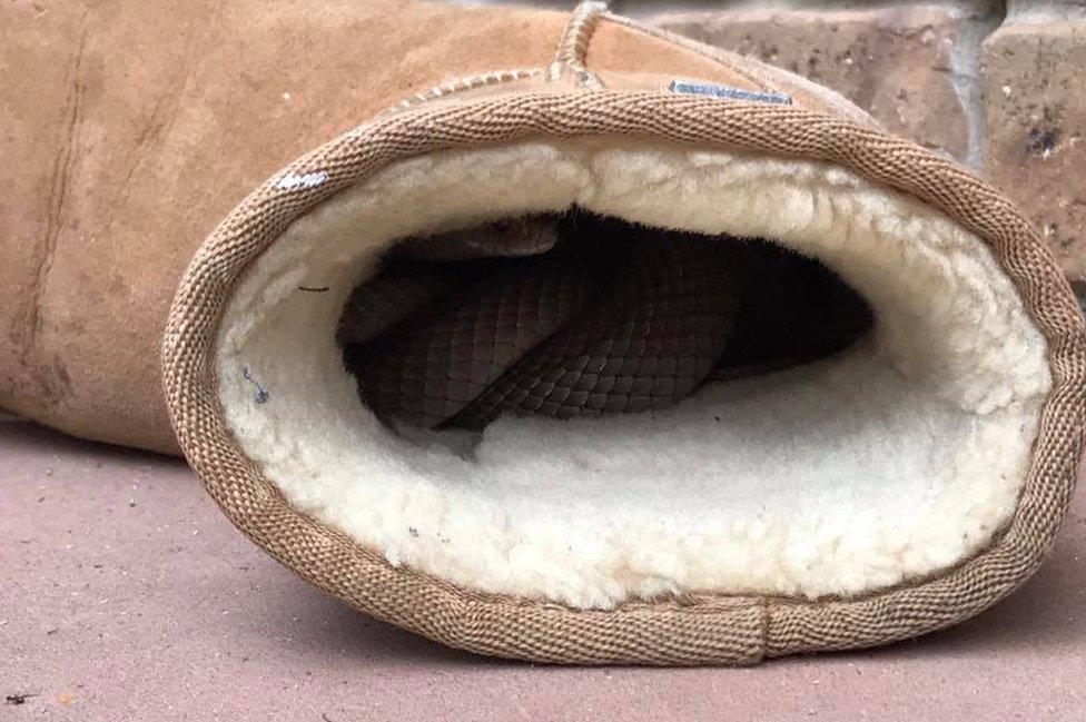 An eastern brown snake snuggled inside an Australian woman's Ugg boot