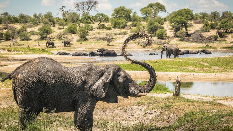 Male African elephants congregate along hotspots of social activity on the Boteti River