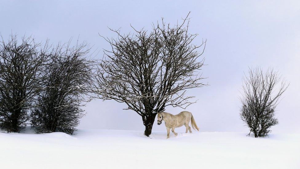 A horse walks through deep snow on its paddock near Ruderatshofen, southern Germany