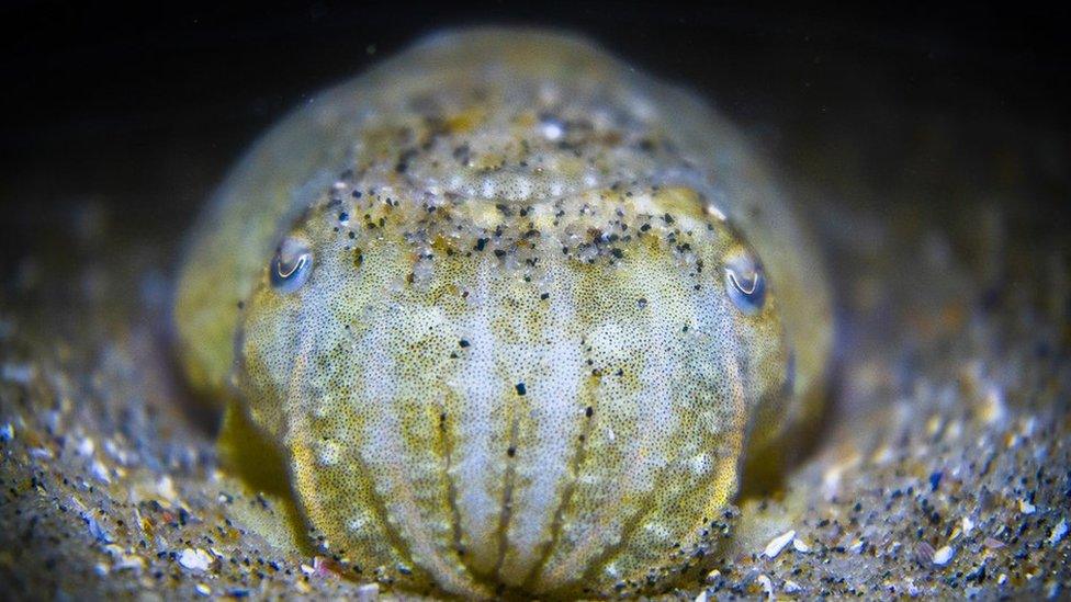 cuttlefish close up