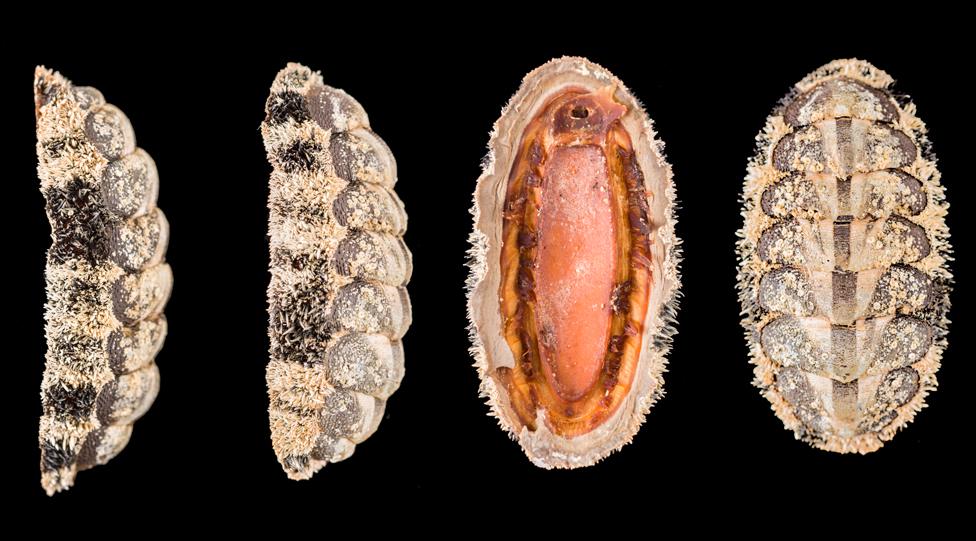 Chiton, Acanthopleura granulata © Trustees of NHM, London