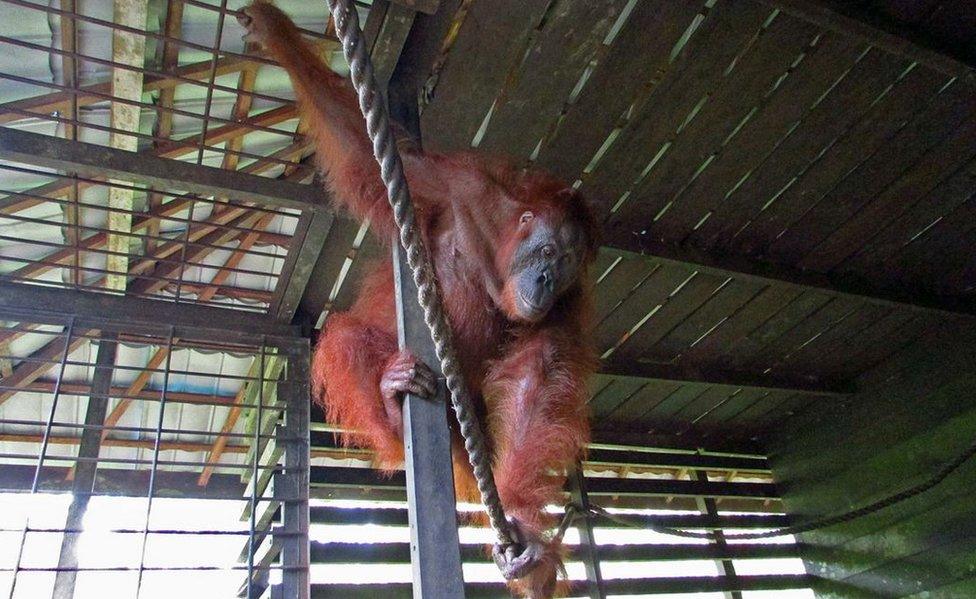 Aan the orangutan pictured inside her cage