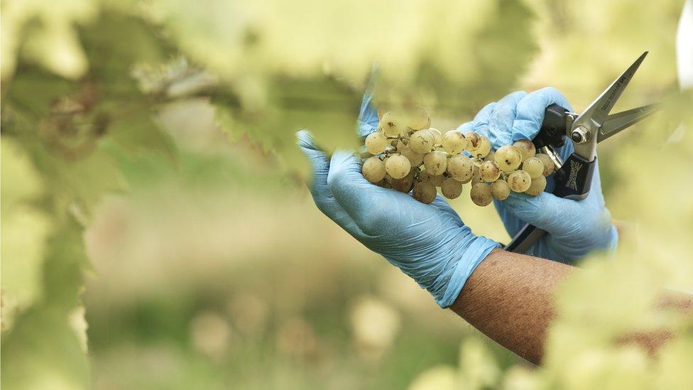 Man holding grapes