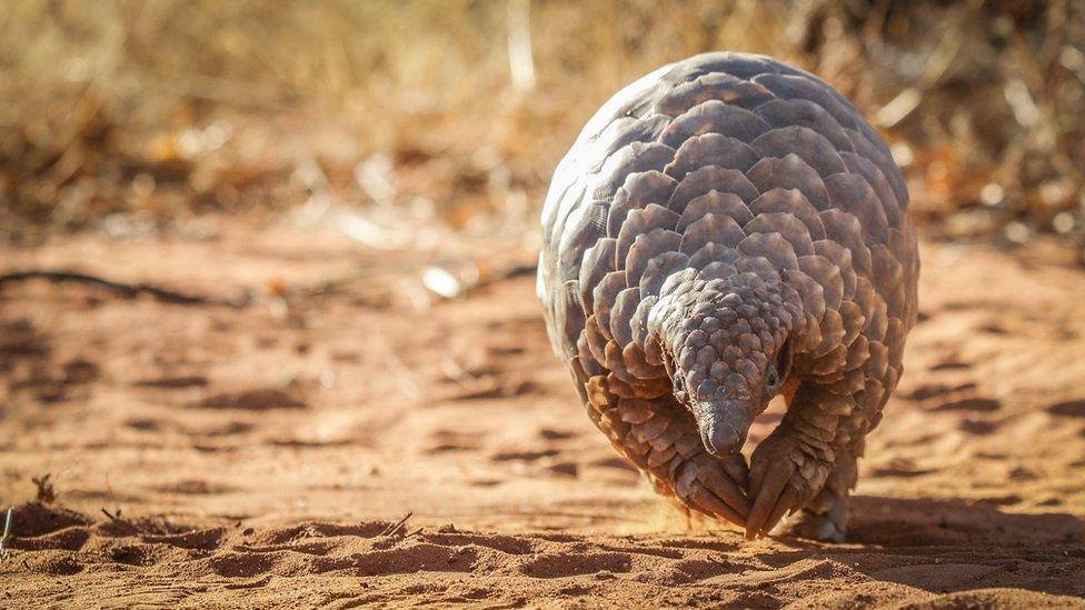 pangolin.