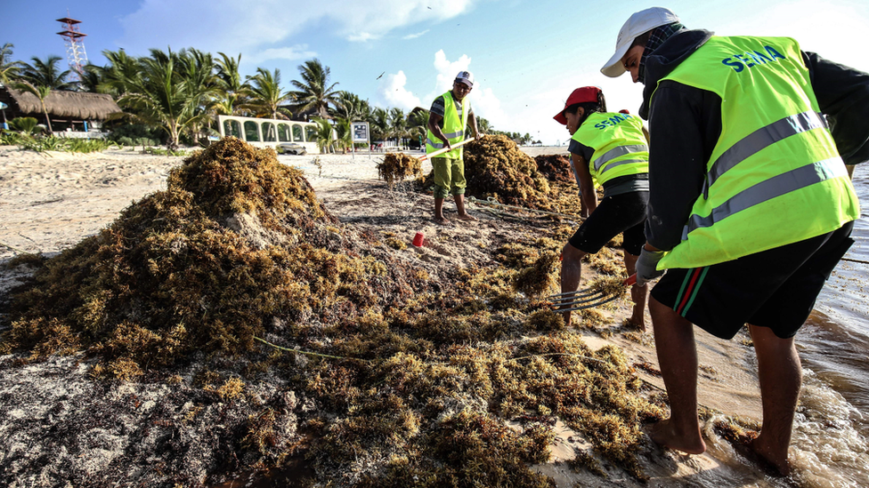 Sargassum on beach at Puerto Morelos, Mexico, August 2018