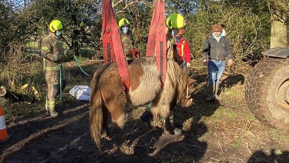 Pony rescued