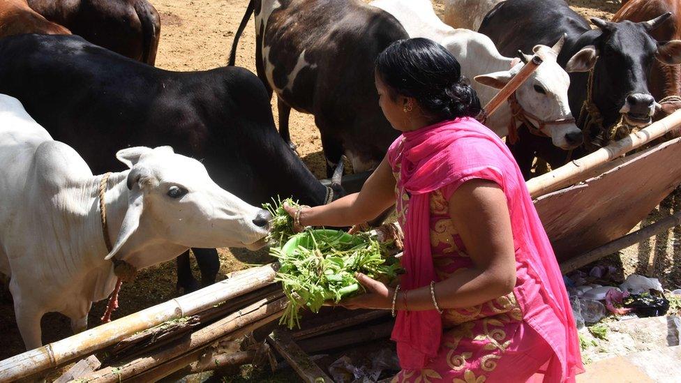 Woman feeding cows