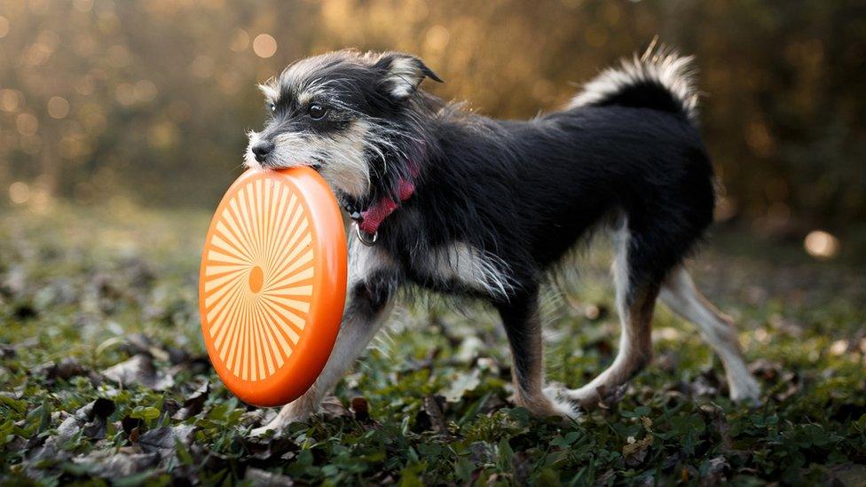 Dog-with-frisbee.