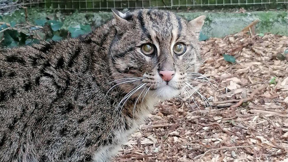 Male fishing cat Ozil arrives at Newquay Zoo in Cornwall