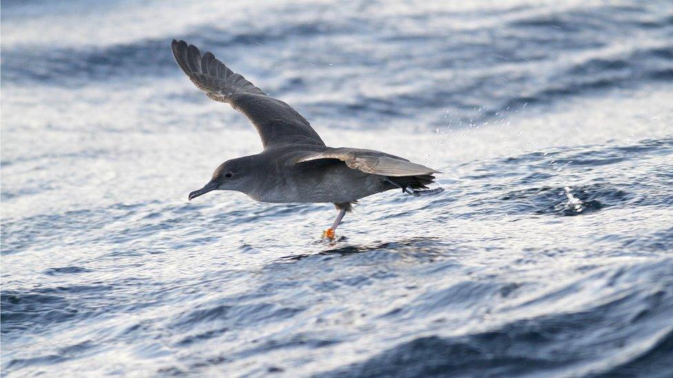 The bird breeds in caves off Mallorca