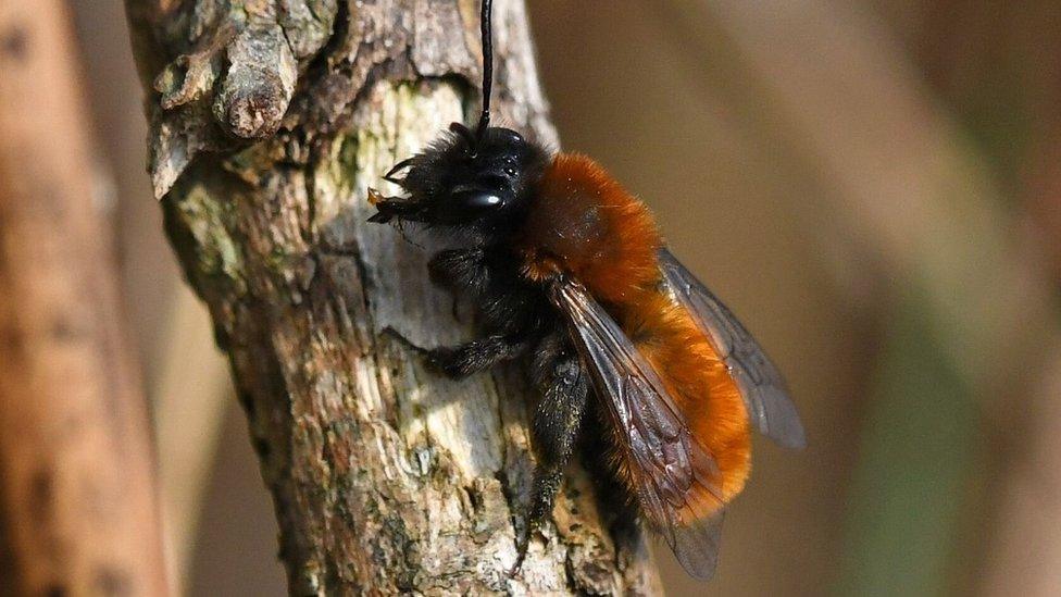 Tawny mining bee