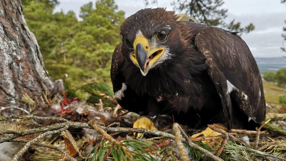 Golden eagle chick