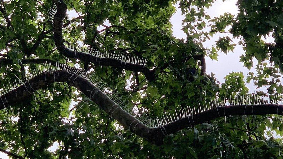 The tree and spikes