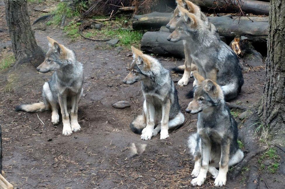 Wolf pups