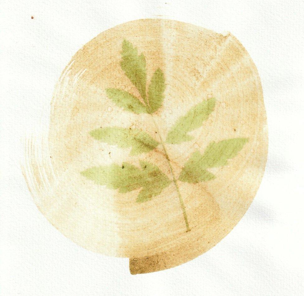 An anthotype print of a green leaf