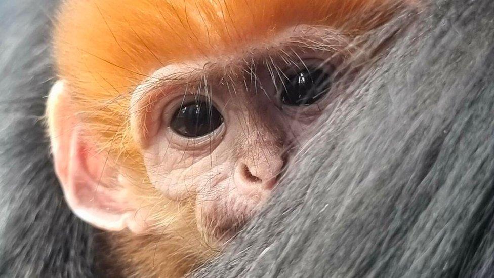 Francois' langur baby