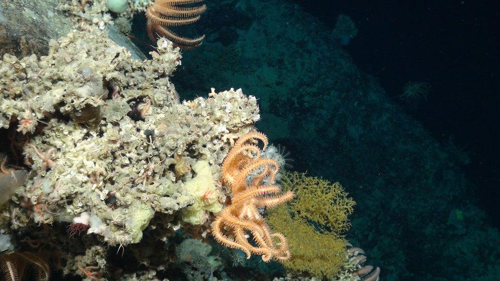 Soft coral colonised by seastars, sponges, brittlestars and sea anemones