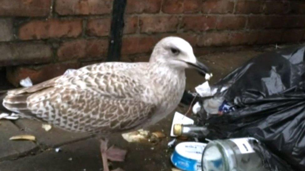 Gull in Scarborough