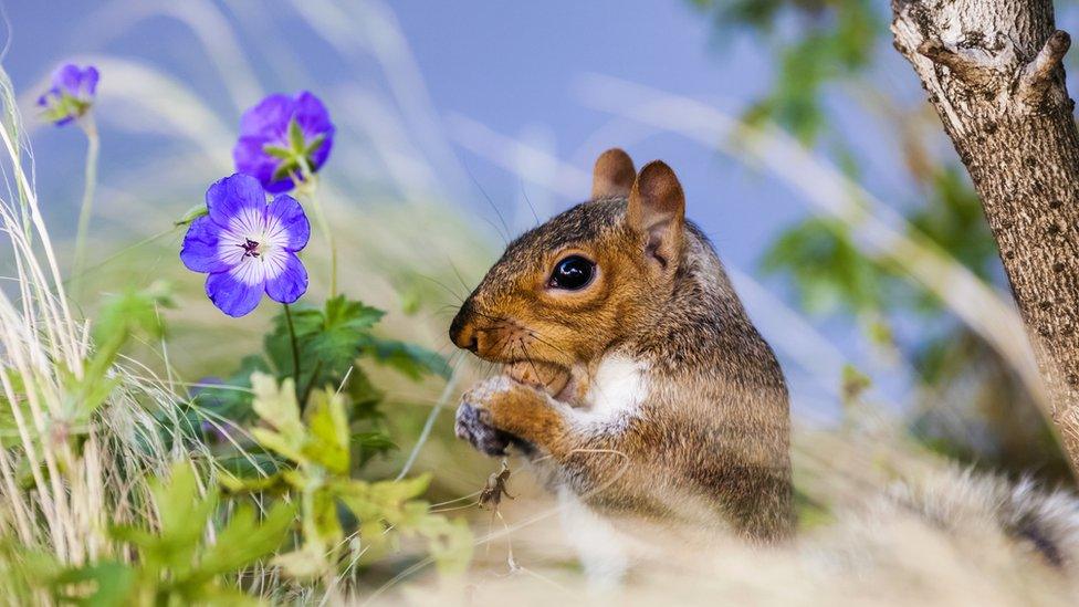 Squirrel eating a nut