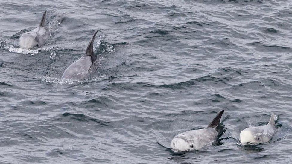 Risso's dolphins