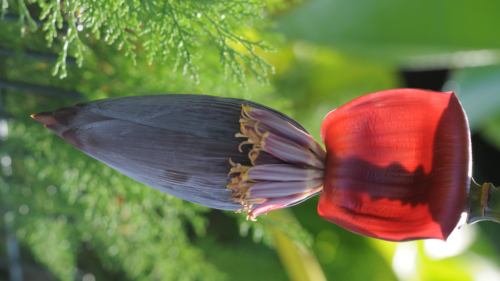 Banana flower, Turkey, 2013