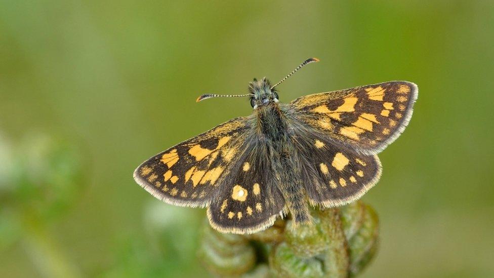 Chequered skipper butterfly