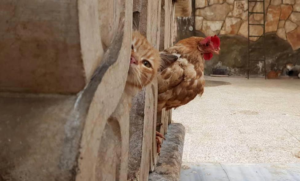 Cat and cockerel