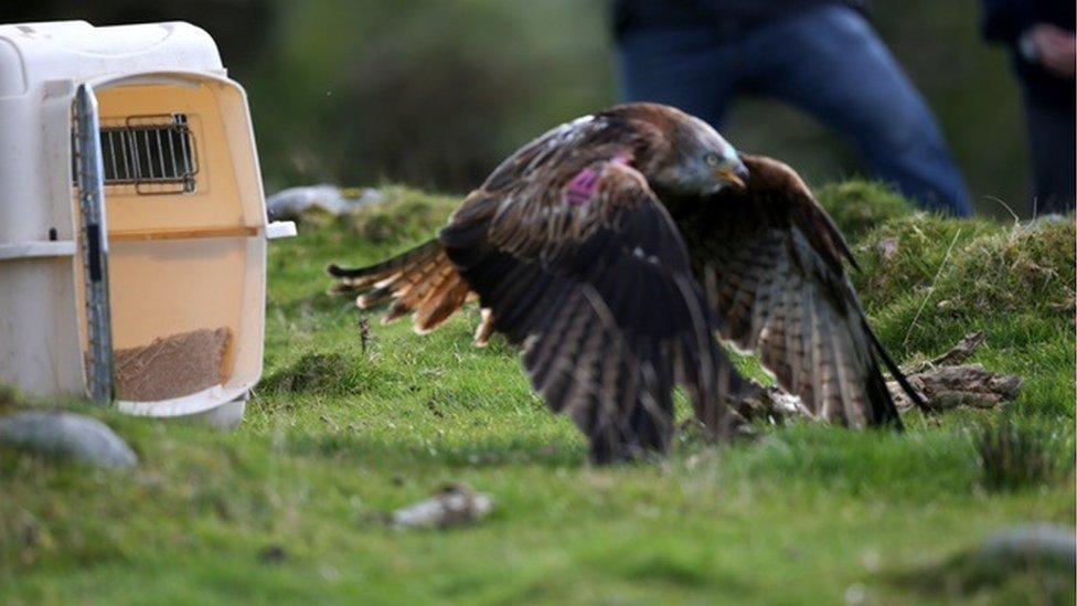 Red kite being released