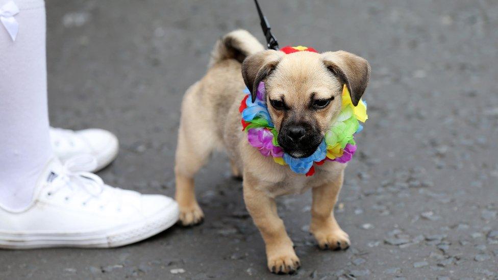 Pride parade