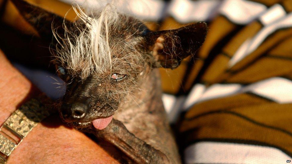 Ugliest dog chinese orders crested dog