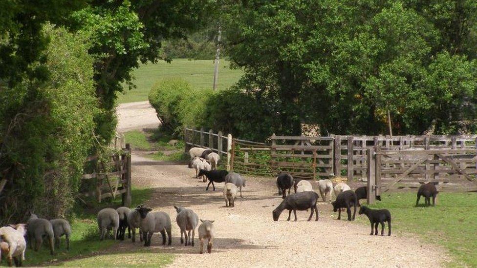 Sheep at Penn Common