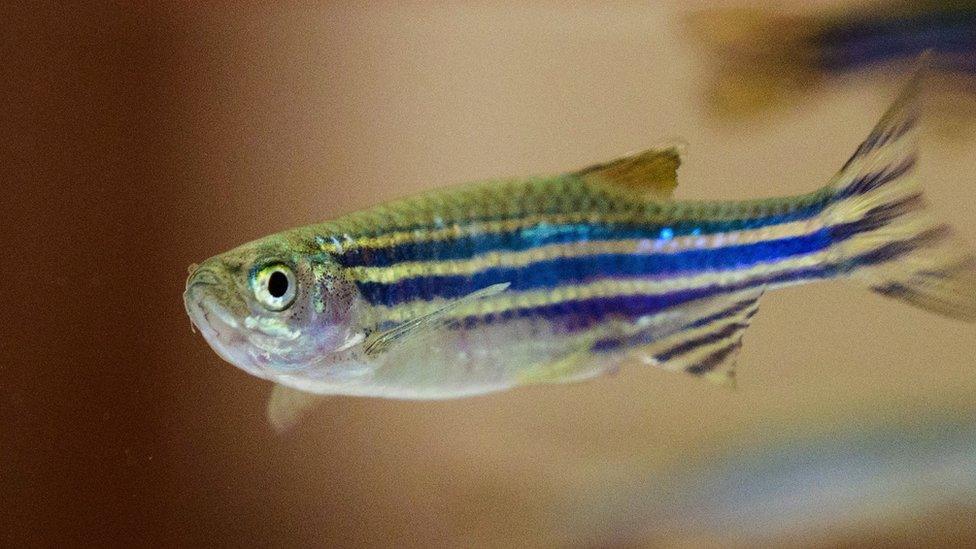 Zebra fish