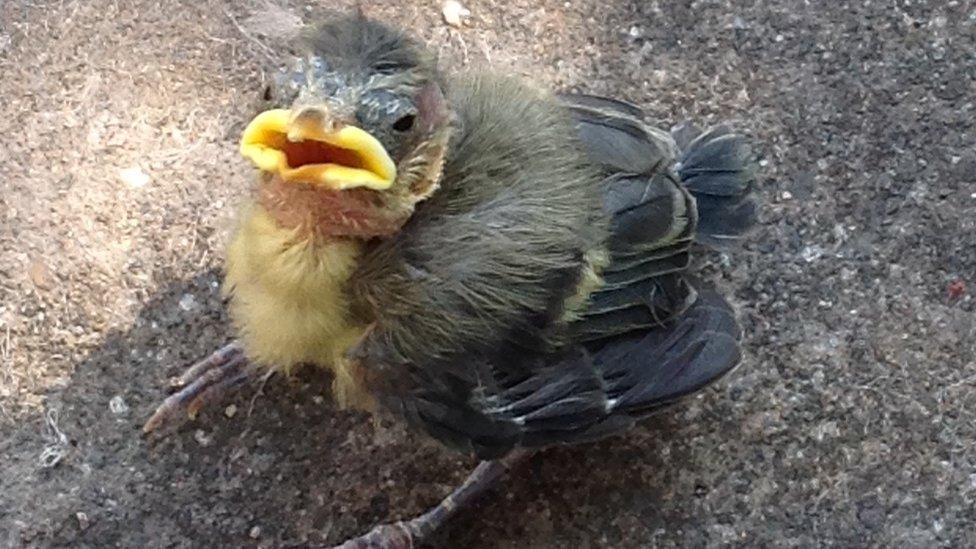 John Rowlands took this picture of a blue tit fledgling he found in his garden in Gwynedd.