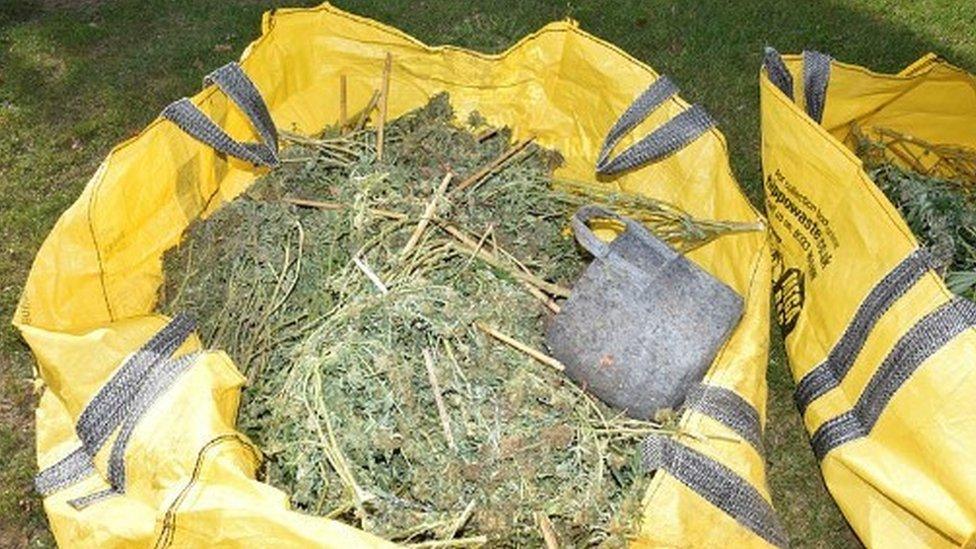 Cannabis abandoned in waste bags