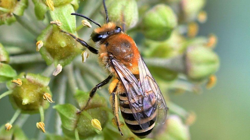 Ivy bee