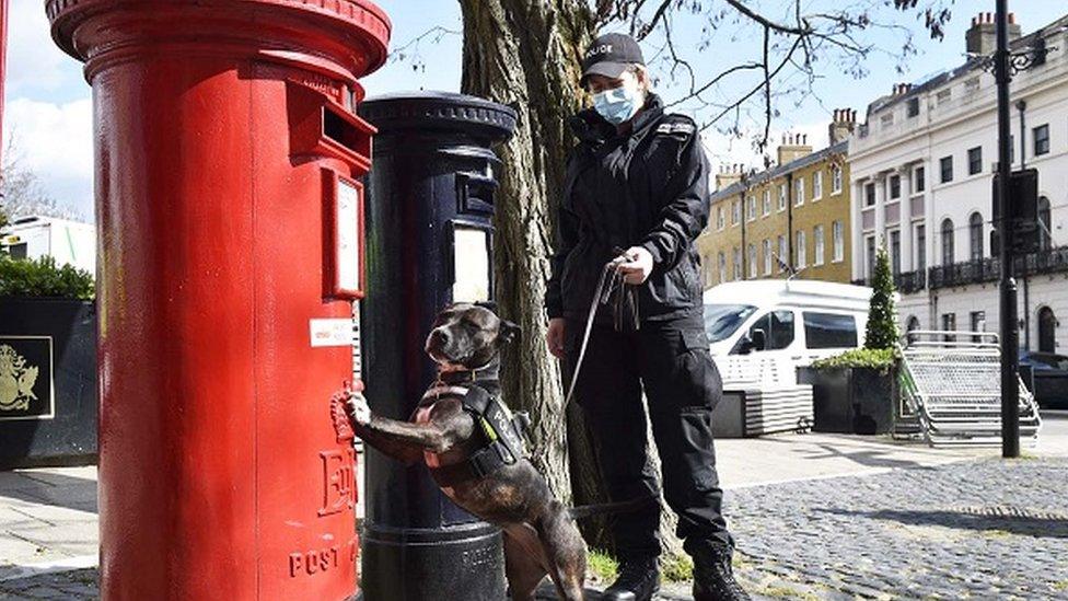 Sniffer dog