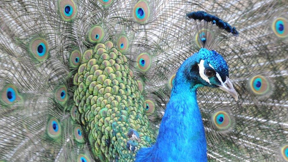 Peacock