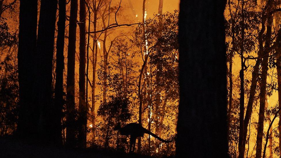 A bushfire burns in New South Wales in 2019