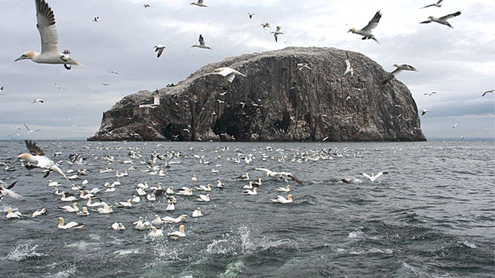 Gannets flying near Bass Rock